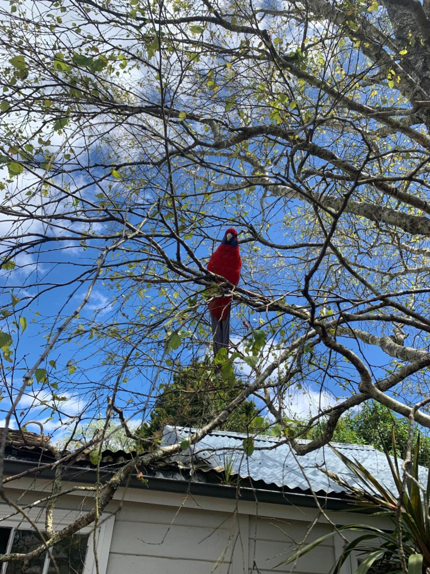 카툼바 Flying Fox Backpackers 호스텔 외부 사진